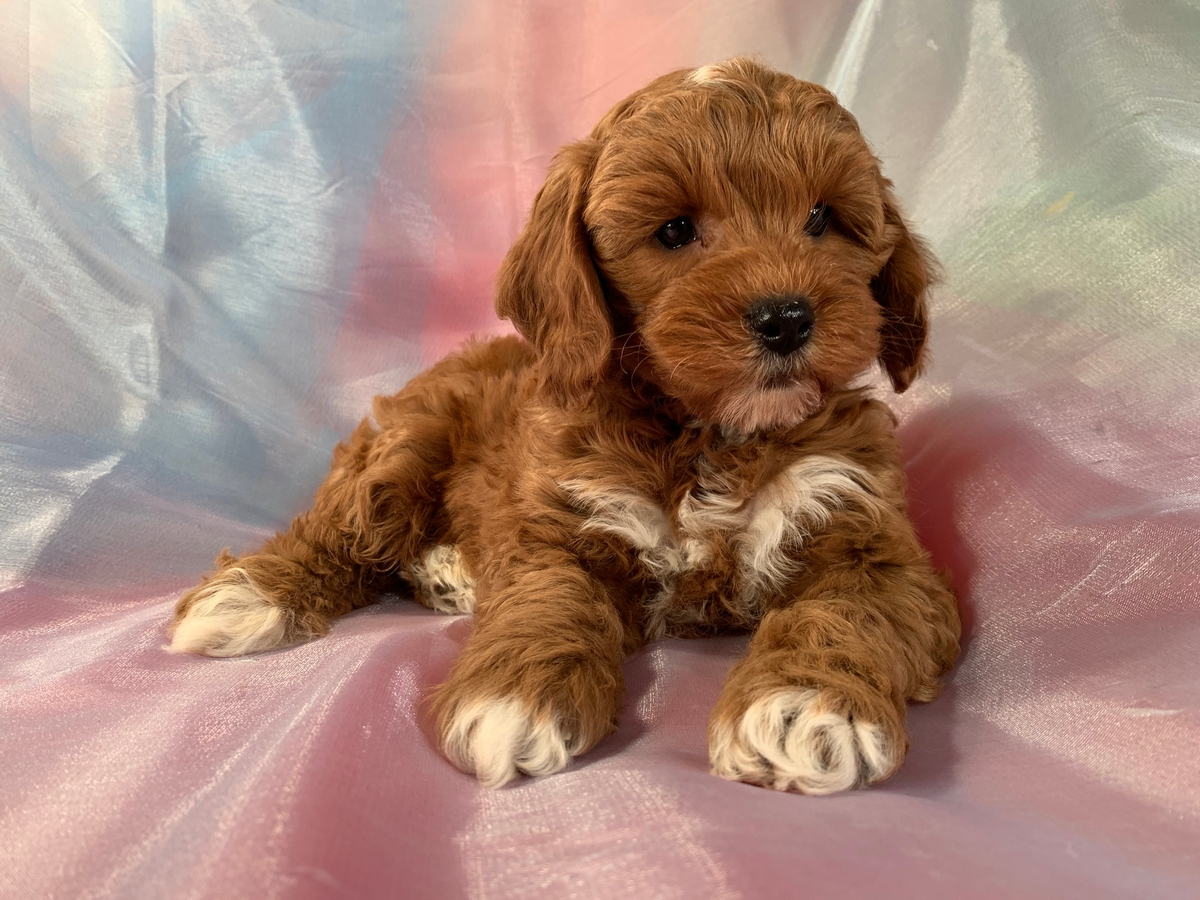 Dark Red Male Cockapoo Puppy, Ready Now, DOB 3-1-2022, $1200